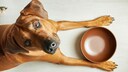 Hund sitzt vor leerem Napf