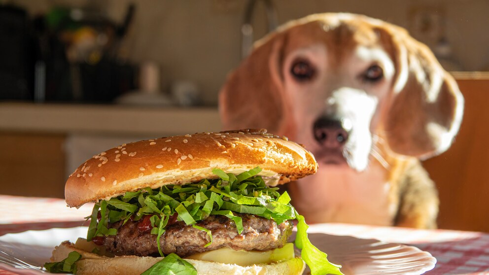 Ein Hund auf Diät bettelt am Tisch auf dem ein Burger liegt