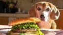 Ein Hund auf Diät bettelt am Tisch auf dem ein Burger liegt
