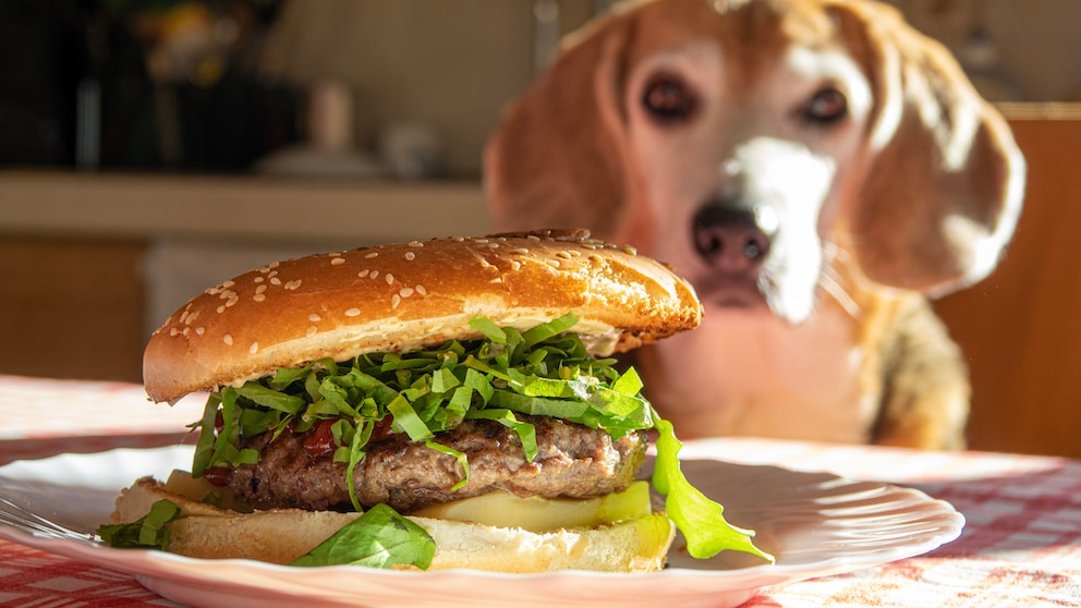 Ein Hund auf Diät bettelt am Tisch auf dem ein Burger liegt