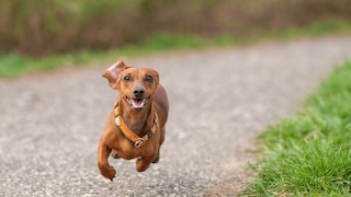 Ein Dackel rennt mit allen vieren in der Luft auf die Kamera zu