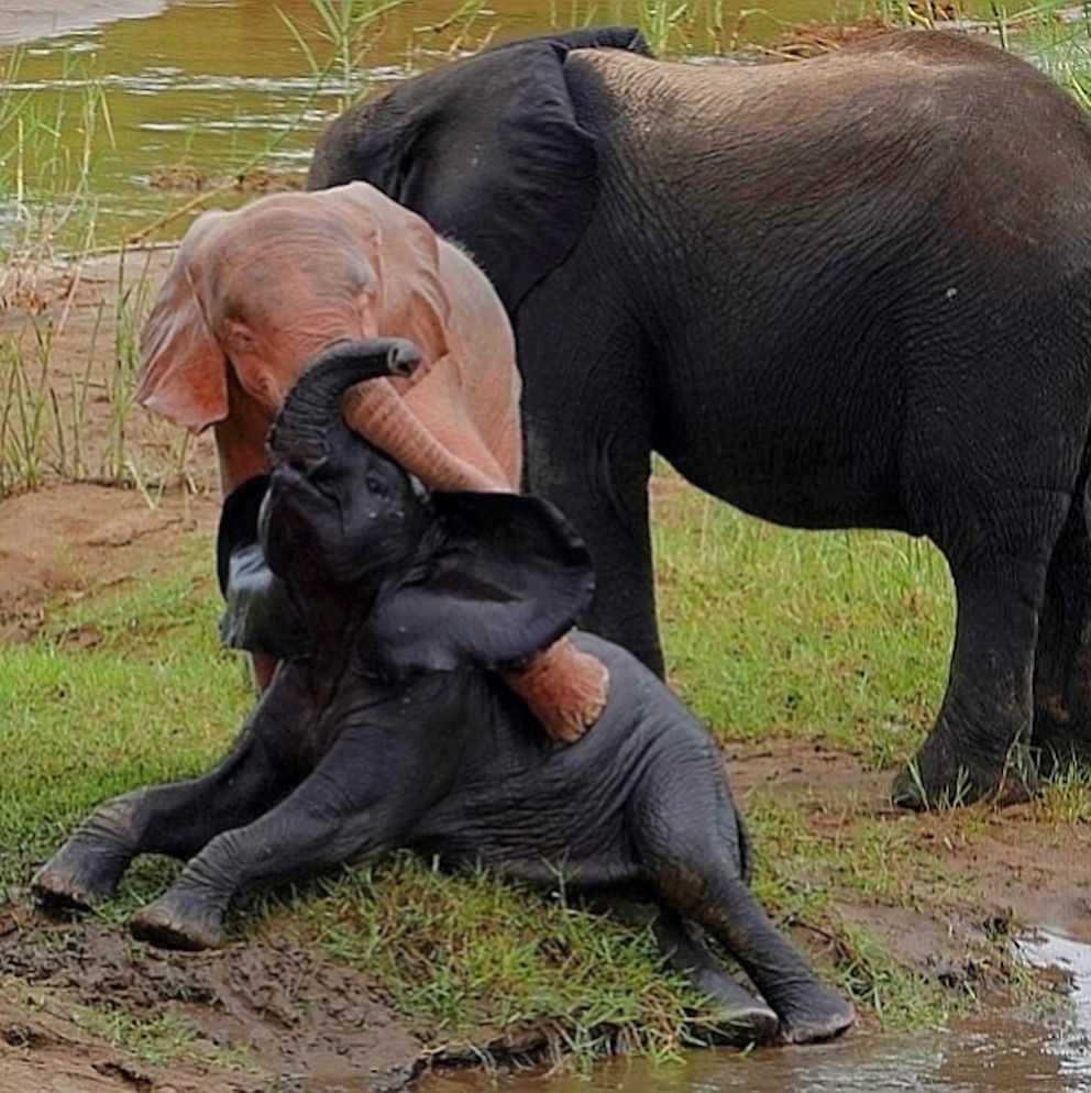 Pinker Albino-Baby-Elefant spielt mit einem grauen Kalb