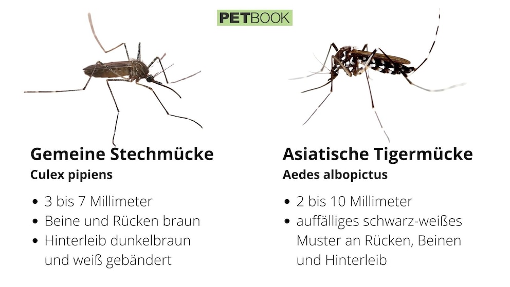 Infografik zum unterschied Gemeine Stechmücke und Tiegermücke