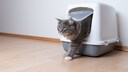 Wer kennt es nicht? Gerade erst hat man die Wohnung geputzt und schon l&auml;sst die Katze munter die Streu aus ihrem Katzenklo fliegen.