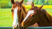Zwei Pferde kuscheln auf der Weide miteinander