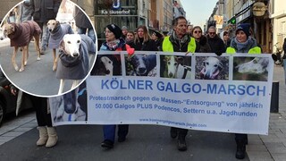 Mehr als 2500 Menschen gingen in Köln auf die Straße, um gegen die furchtbare Situation der spanischen Jagdhunde zu demonstrieren.