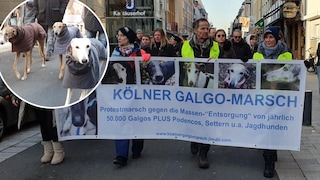 Mehr als 2500 Menschen gingen in Köln auf die Straße, um gegen die furchtbare Situation der spanischen Jagdhunde zu demonstrieren.  