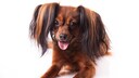 Der Russkiy Toy, auch bekannt als Russischer Toy-Terrier, ist eine kleine Hunderasse, die ihren Ursprung in Russland hat.