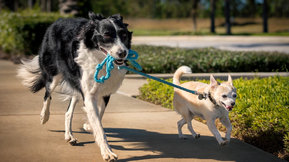 Großer Hund hält Leine im Maul von kleinem Hund