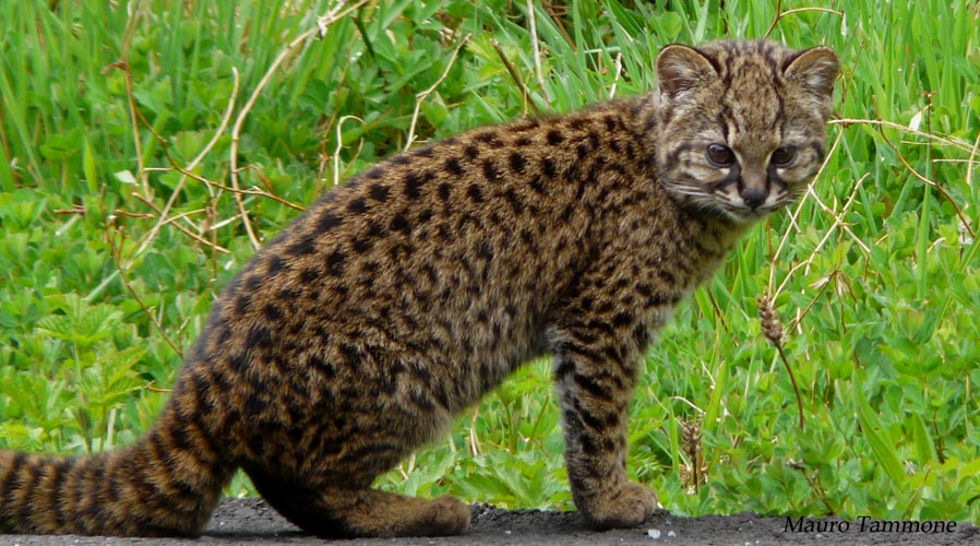 Das Kodkod in seiner natürlichen WIldbahn