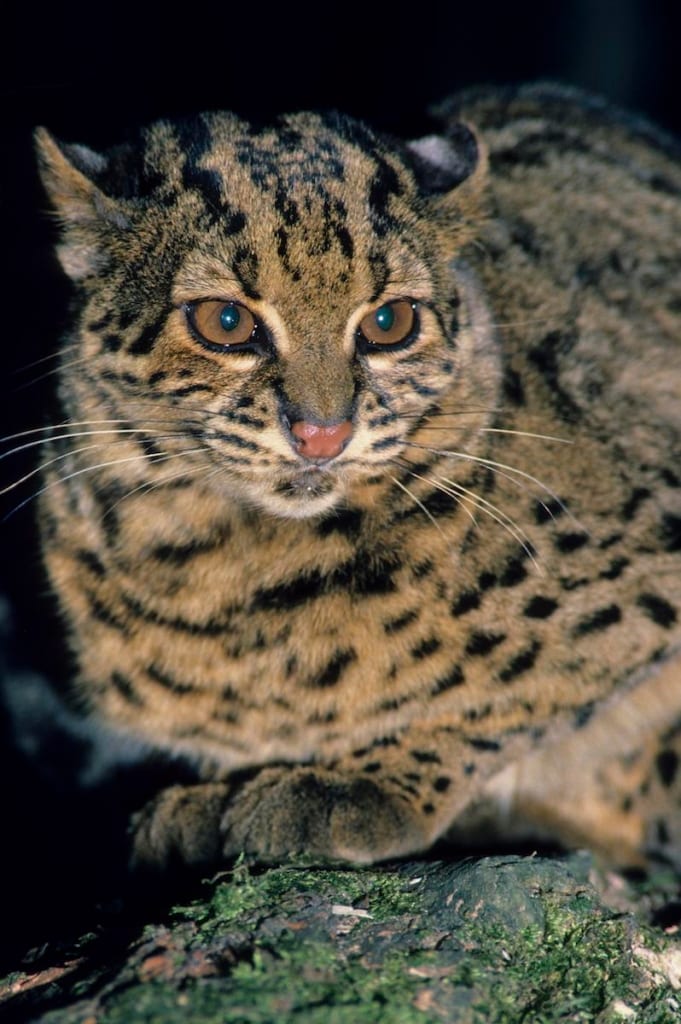 Marmorkatze (Pardofelis marmorata), Männchen, auf Baumstamm