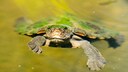 Eine Mary-River-Schildkr&ouml;te schwimmt im Wasser