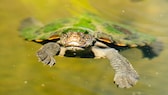 Eine Mary-River-Schildkröte schwimmt im Wasser