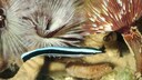Ein Putzerlippfisch schwimmt durchs Becken