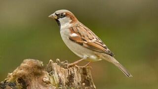 Den meisten ist der Spatz vom Aussehen her bekannt. Doch die wenigsten wissen wirklich viel über den kleinen Singvogel.