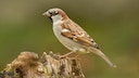 Den meisten ist der Spatz vom Aussehen her bekannt. Doch die wenigsten wissen wirklich viel &uuml;ber den kleinen Singvogel.