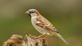 Den meisten ist der Spatz vom Aussehen her bekannt. Doch die wenigsten wissen wirklich viel über den kleinen Singvogel.