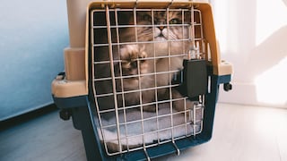 Für viele Katzen ist der Aufenthalt in einer Transportbox mit Stress verbunden. Wie Sie das verhindern können, verrät PETBOOK.