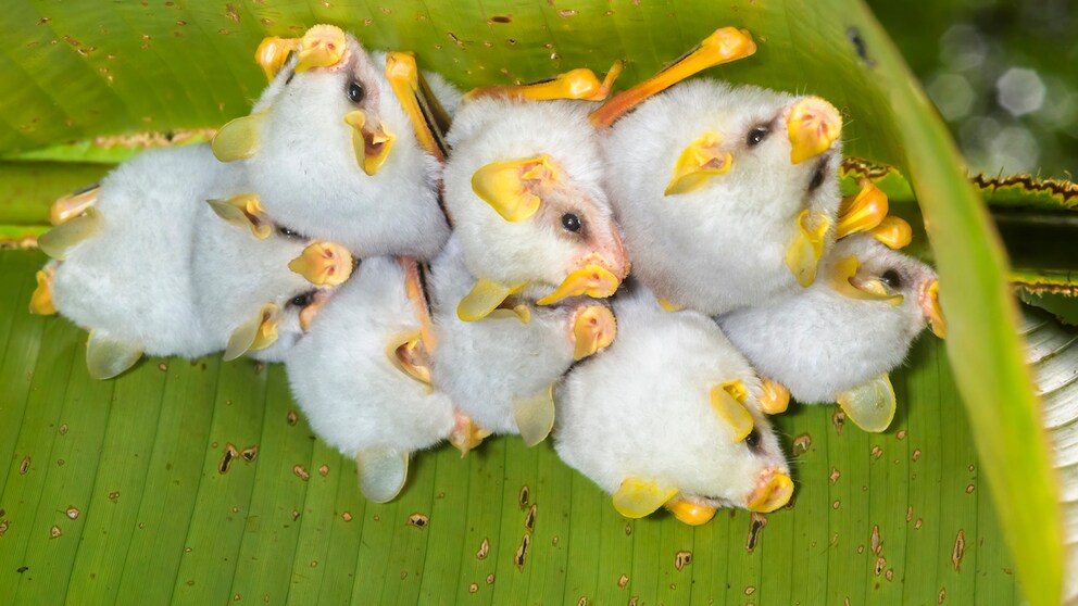 Weiße Honduras-Fledermäuse kuscheln sich in ihrem Blatt-Zelt zusammen