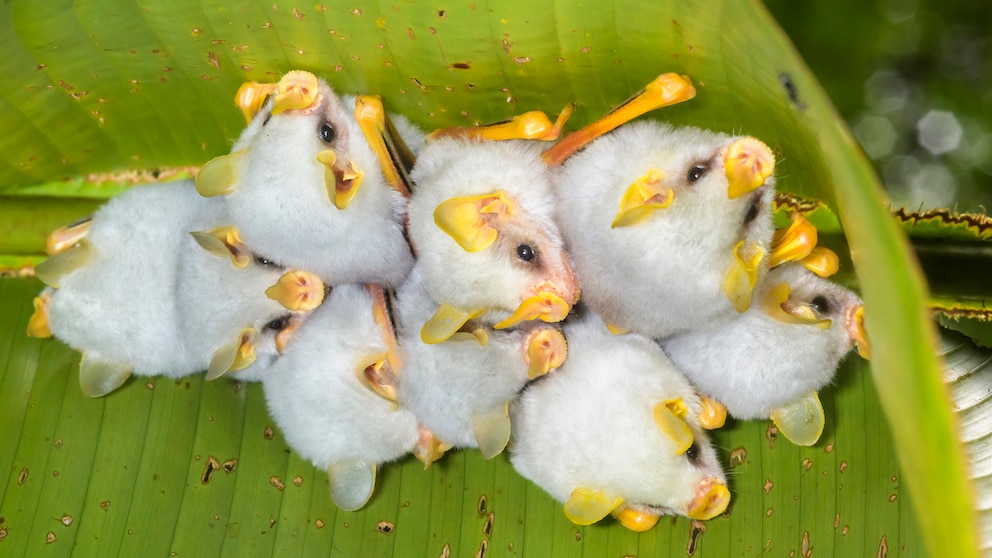 Weiße Honduras-Fledermäuse kuscheln sich in ihrem Blatt-Zelt zusammen