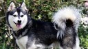 Der Alaskan Klee Kai ist eine relativ junge Hunderasse, die in den 1970er Jahren in den USA entstand. Damals wollte man einen huskyähnlichen Hund züchten, der sich vor allem als Begleithund eignet.