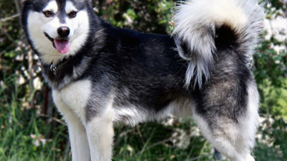 Der Alaskan Klee Kai ist eine relativ junge Hunderasse, die in den 1970er Jahren in den USA entstand. Damals wollte man einen huskyähnlichen Hund züchten, der sich vor allem als Begleithund eignet.