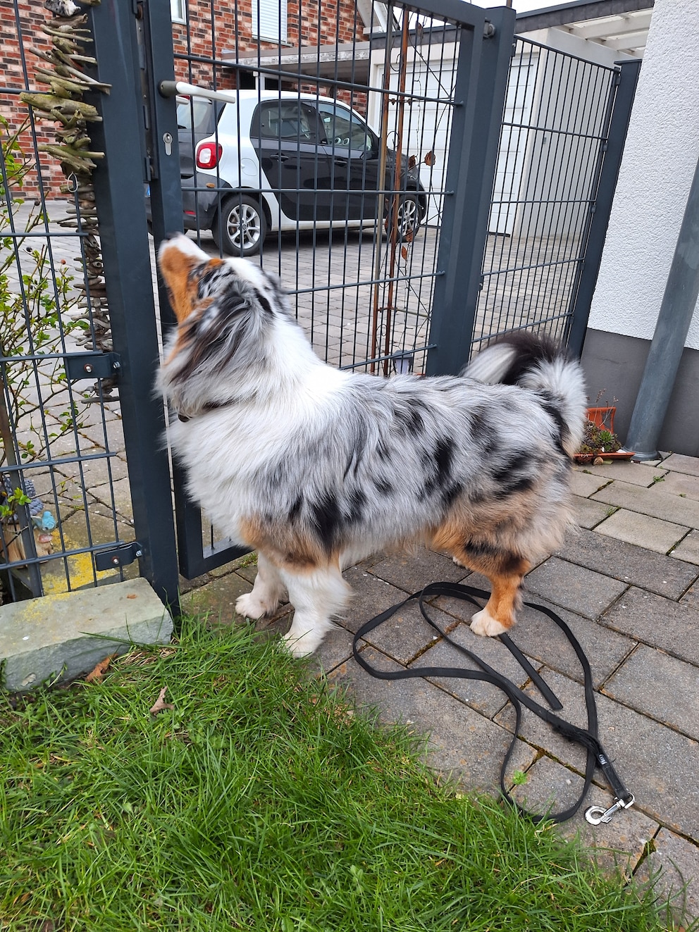 Elvis mit Übergewicht von der Seite vor dem Gartentor