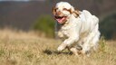 Der Clumber Spaniel stammt urspr&uuml;nglich aus England, wo er im 18. Jahrhundert von Sir Thomas Pelham-Clinton, dem zweiten Herzog von Newcastle, gez&uuml;chtet wurde