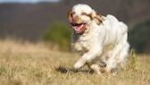 Der Clumber Spaniel stammt ursprünglich aus England, wo er im 18. Jahrhundert von Sir Thomas Pelham-Clinton, dem zweiten Herzog von Newcastle, gezüchtet wurde