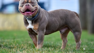 American Bully