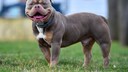American Bully