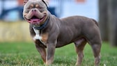 American Bully