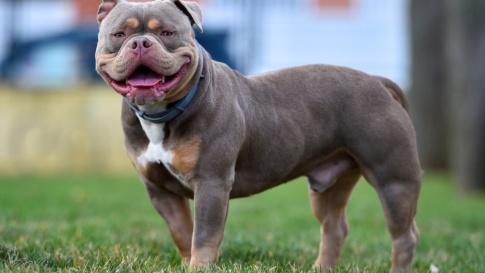 American Bully