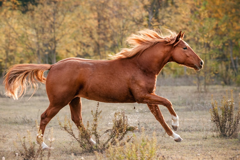 American Quarter Horse