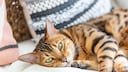 Eine Bengal-Katze liegt im Bett