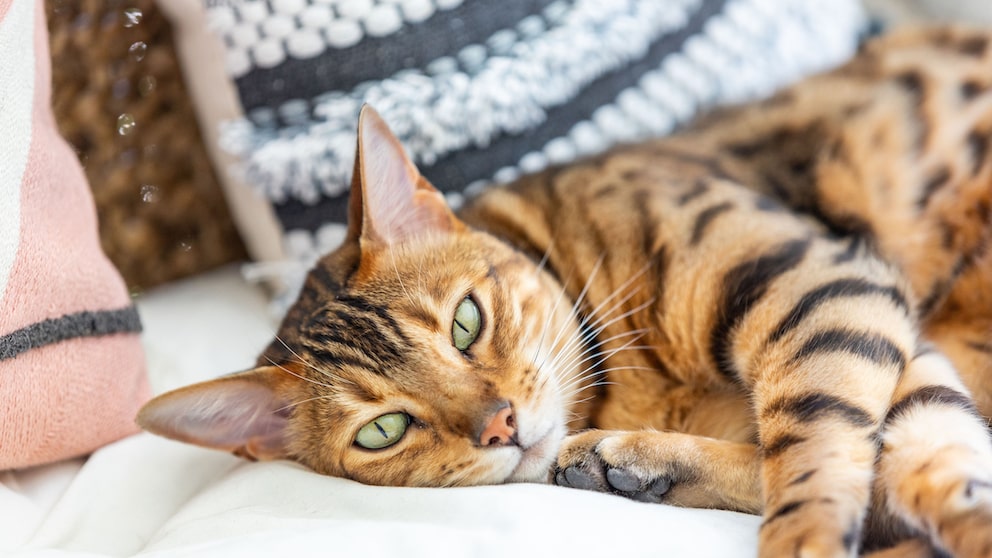 Eine Bengal-Katze liegt im Bett