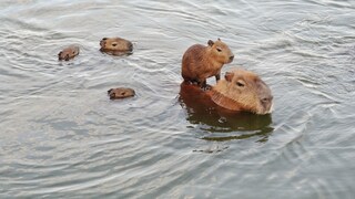 Eine Capybara-Mutter schwimmt im Wasser mit ihren Jungtieren