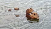 Eine Capybara-Mutter schwimmt im Wasser mit ihren Jungtieren