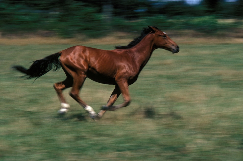 Cheval de Selle Français