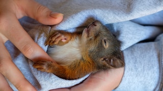Ein EIchhörnchen liegt schläfrig in der Bauchtasche eines Pullovers