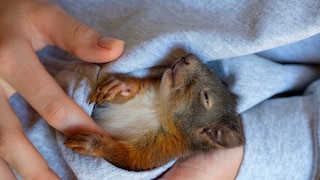 Ein EIchhörnchen liegt schläfrig in der Bauchtasche eines Pullovers