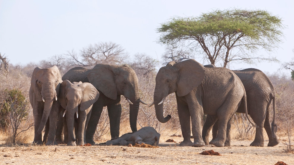 Eine Elefantengruppe steht um ein totes Kalb herum