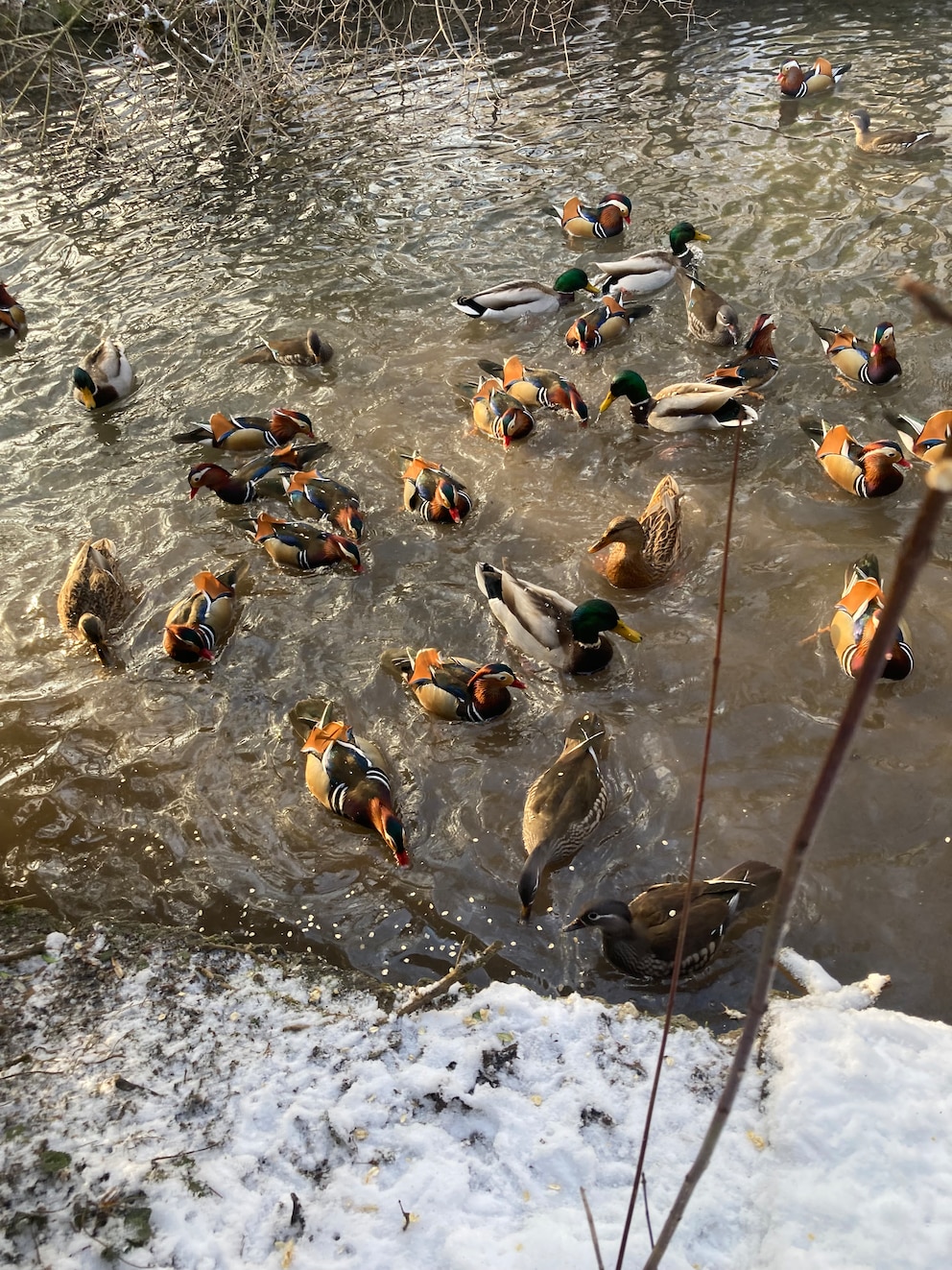 Enten nicht mit Brot füttern