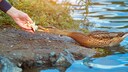 Enten mit Brot füttern