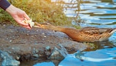 Enten mit Brot füttern