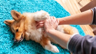 Herzdruckmassage beim Hund