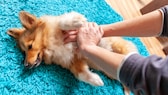 Herzdruckmassage beim Hund