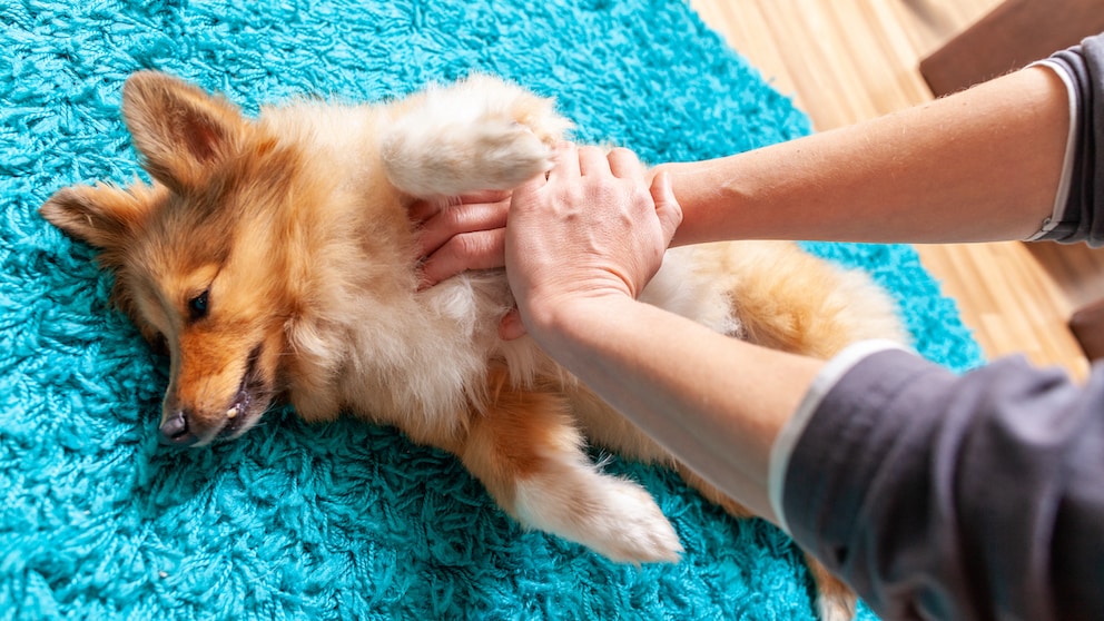 Herzdruckmassage beim Hund