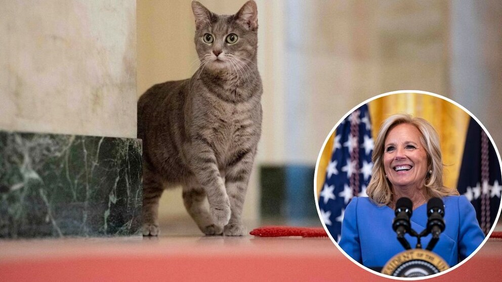 Jill Biden schreibt Kinderbuch über „First Cat“ Willow - PETBOOK