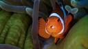 Clownfisch, der scheinbar Augen auf der Zunge hat